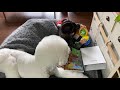 くろしろ2まめむぎ/おもちゃ争奪戦