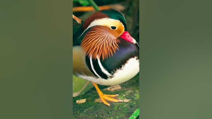 Amazing Mandarin Duck  #shorts