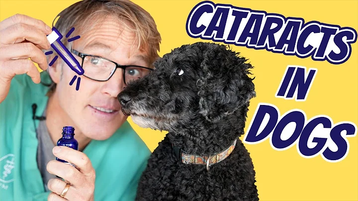 Cataracts In Dogs: 3 New Natural Remedies - DayDayNews