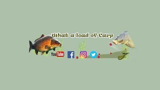 Using Liquidised Bread for Carp Fishing