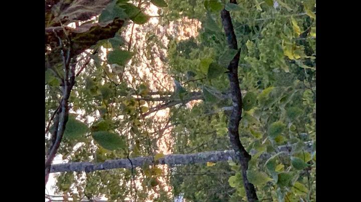 Walking in Maine woods.
