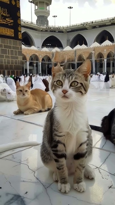 ramadan mubarak cat meme