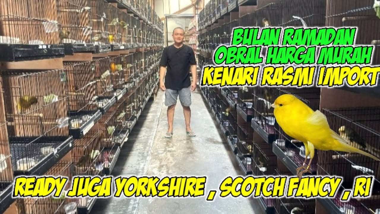 READY STOK YS,SF & DI OBRAL RASMI DI BULAN RAMADAN #kenarigacor #kenarimania 