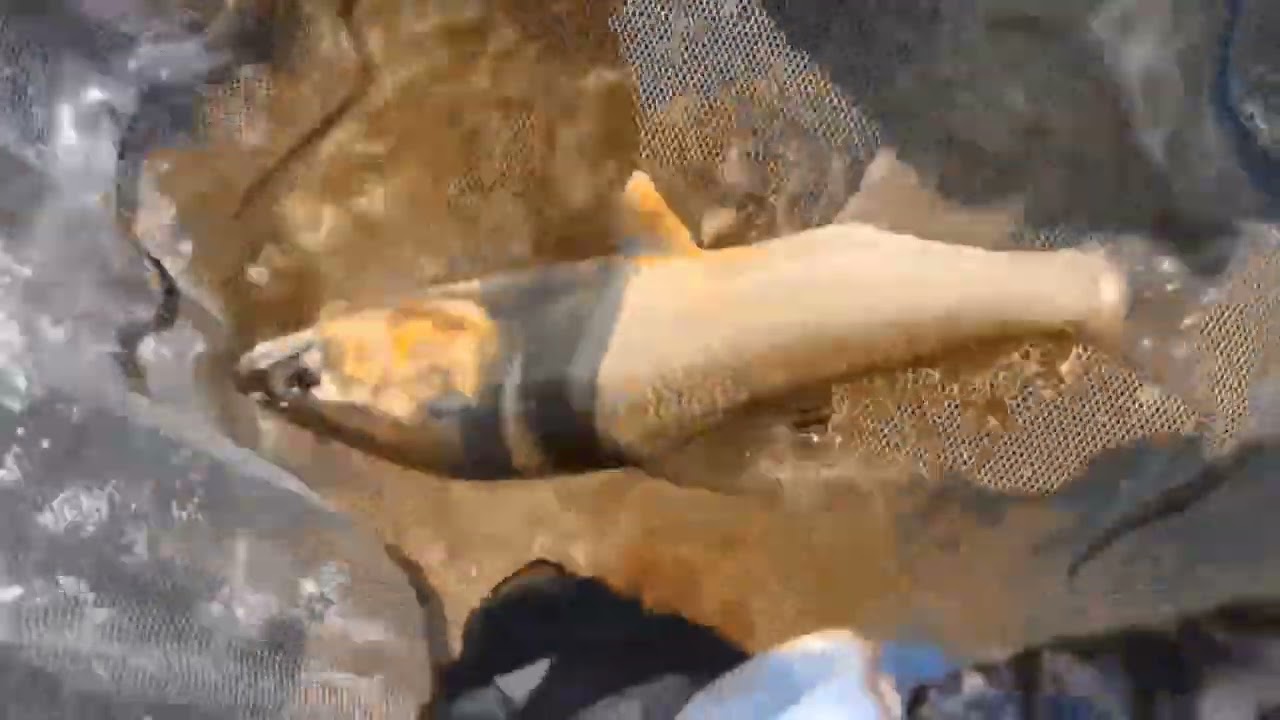 ２０２５年鮎の友釣り振り返り☆魚野川納竿編