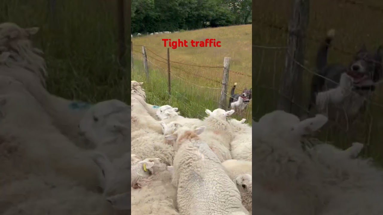 Welsh rush hour traffic ..