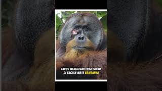 orang utan mengobati diri sendiri