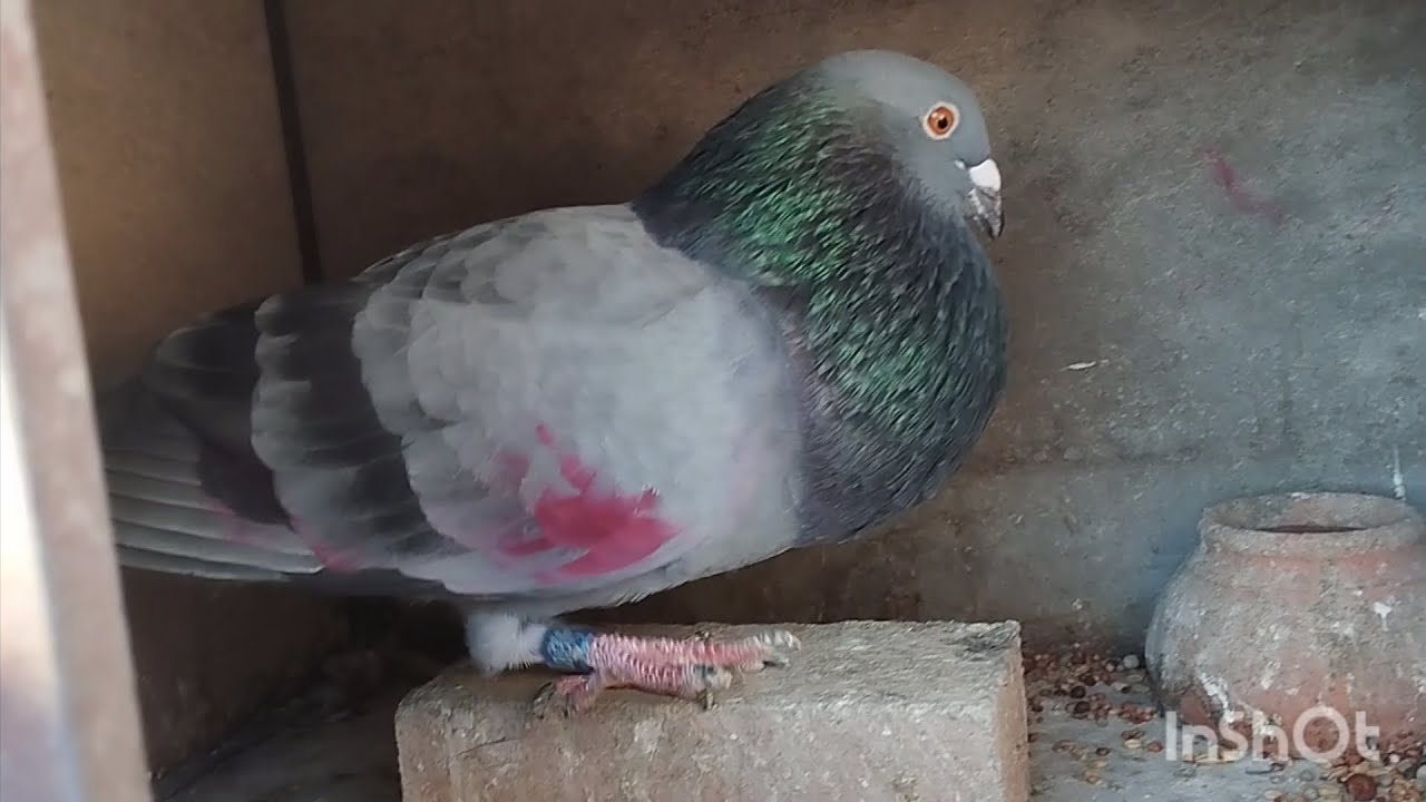 Lo bien hecho cuesta más..♥️🪶 palomo deportivo..