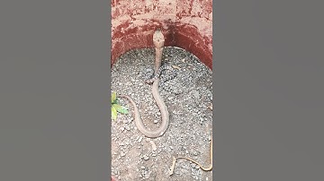 thả hai con rắn cực độc vào với nhau #snake #animals #cobra