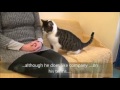 Nibbles video