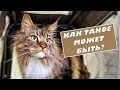 Коты мейн-куны, лебеди и австрийский колхоз!