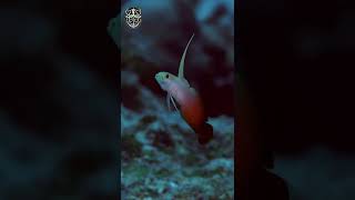 Firefish Goby - AMAZING FACTS