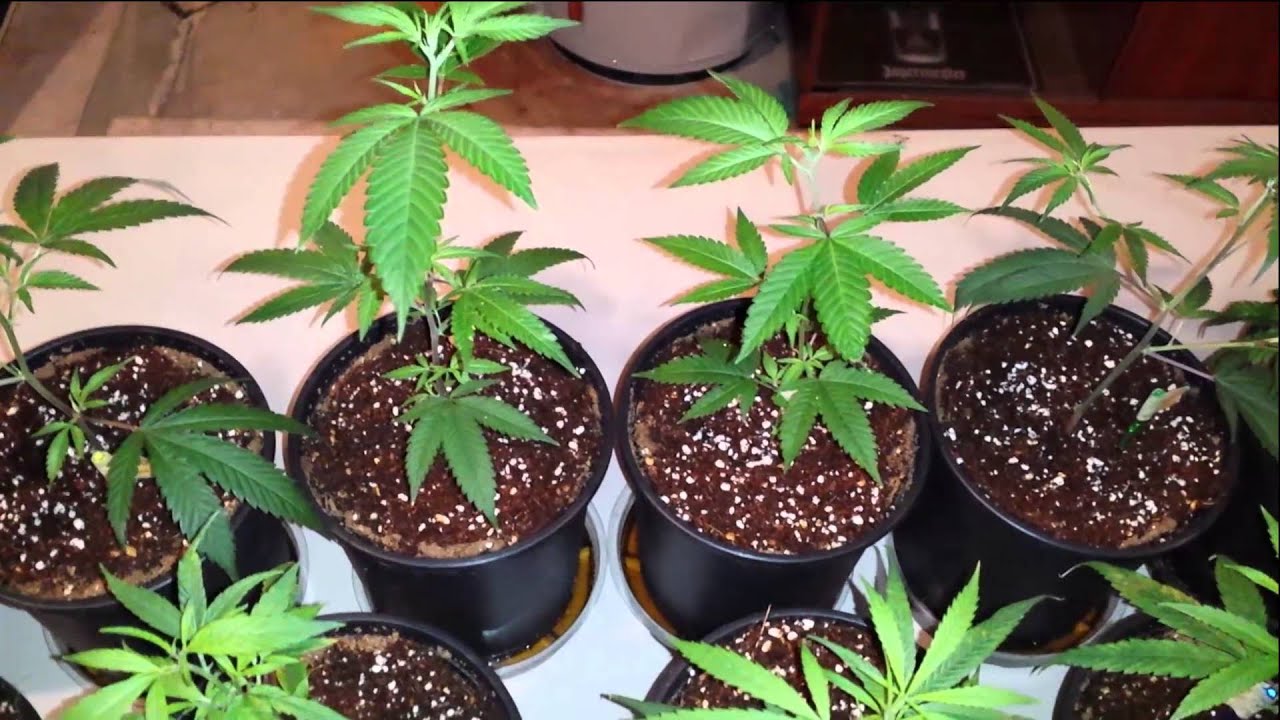 начало роста марихуаны
