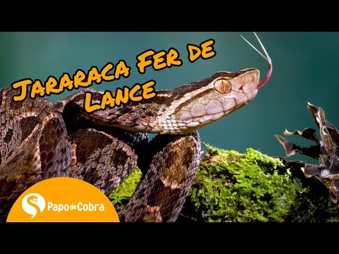 Vídeo: O que as cobras fer de lance comem?