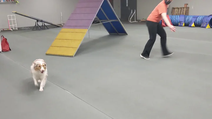 UKI at Home Agility Trial - March 16, 2021- Agilit...