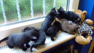 Claras Kitten by Barbara Hickmann 1,625 views 6 years ago 4 minutes, 15 seconds
