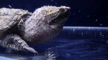 Chú rùa common snapping tập săn mồi cá cảnh thủy sinh