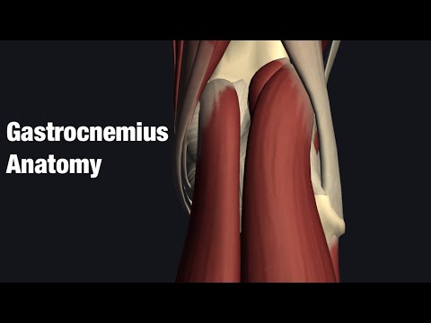 Video: Որտե՞ղ է գտնվում gastrocnemius-ը: