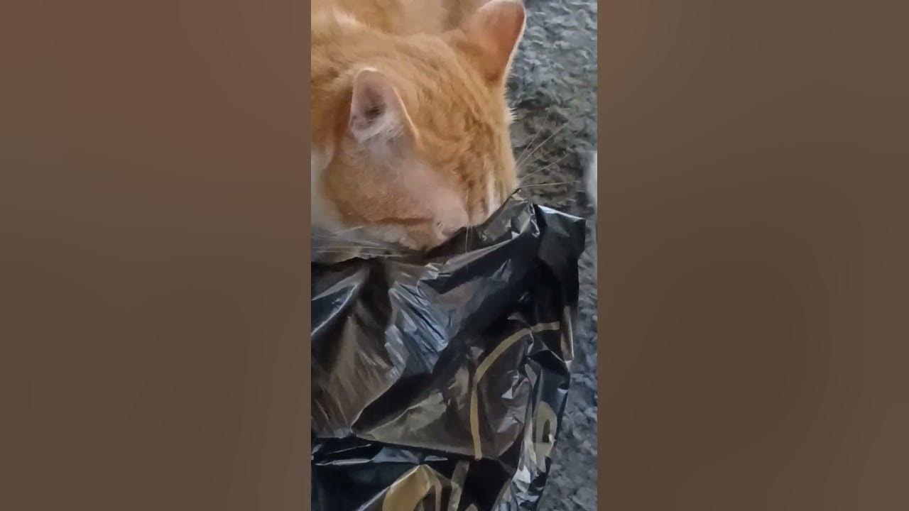 this-cat-has-an-obsession-with-licking-plastic-bags-youtube