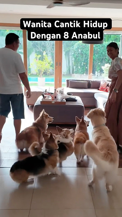 Wanita Cantik Hidup Dengan 8 Ekor Anjing