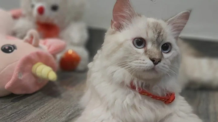 Watch the video about Giving shower to a dirty cat 😸