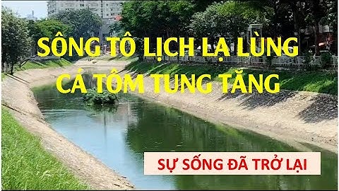 Sông Tô Lịch kỳ lạ cá tôm tung tăng bơi lội. Tô Lịch đã hồi sinh tuyệt vời quá!