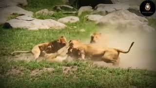 To many dangerous animals | #animals #fighting #viral #video #animalvideos  #trendingvideo