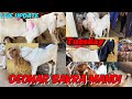 Deonar Bakra Mandi 2024 || Tuesday Latest Update &amp; Live Mandi || Palai Started ||