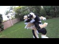 Daikos look book  first suit up  skypro fursuits