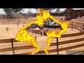 bull riding south Africa