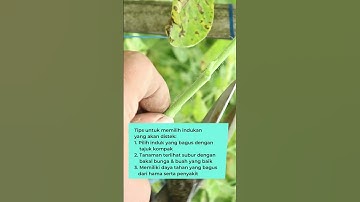 Cara Mudah Stek Tomat