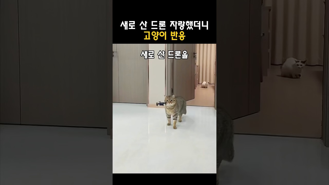 새로 산 드론 자랑했더니 고양이 반응