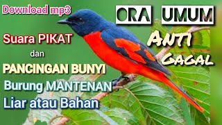 download suara pikat dan pancingan bunyi burung mantenan ora umum