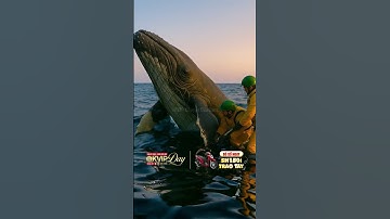 Cá voi mắc vào lưới đánh cá | may mắn được giải cứu #giaicuudongvat #animals #cartoon