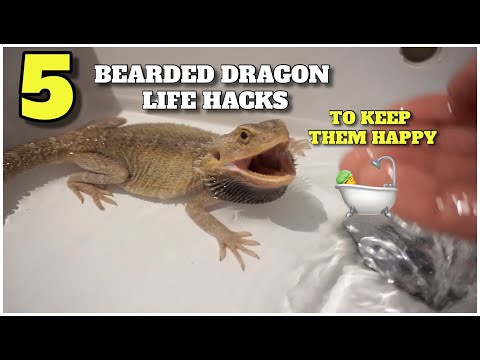 5 Bearded Dragon Life Hacks That Will Help You Keep Your Dragon Happy!