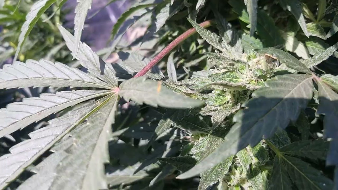 Outdoor South Bay Genetics Grown By My Sister