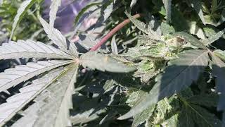 Outdoor South Bay Genetics Grown By My Sister