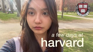 harvard vlog - slow days in april 🌷 ฮาร์วาร์ดช่วงใบไม้ผลิ | churose