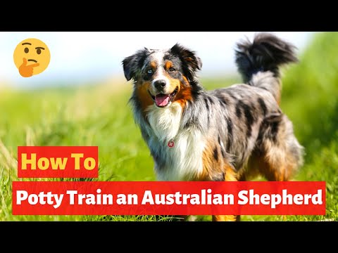 Comment facilement pot train bergers australiens?