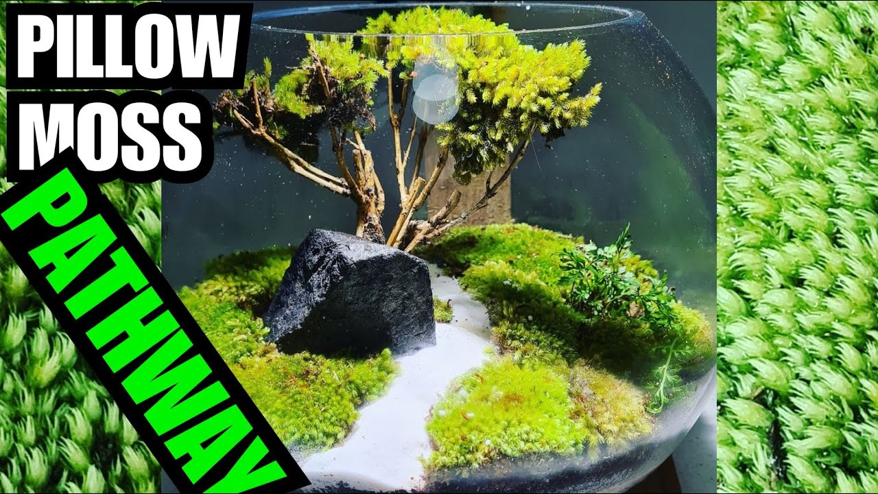 Mini Park Pathway Moss Terrarium 