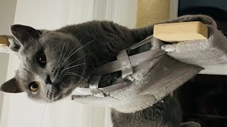 Cute british shorthair cat playing with it’s mouse 🥰💙🐈‍⬛💖 by British Shelby 11 views 2 years ago 54 seconds