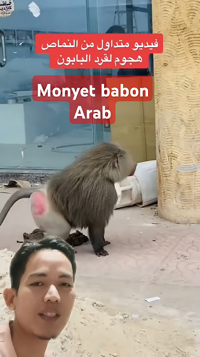 Monyet Arab#shrots #arabsaudi #saudiaarbia #saudiarebiya