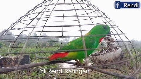 Suara panggil pikat serindit jantan//serindit jantan gacor mencari kawan