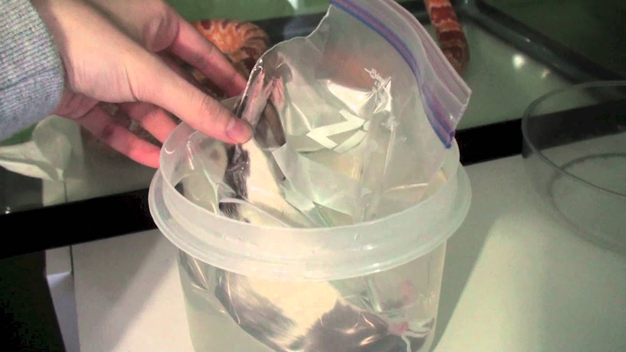 How To Thawing Frozen Rats for Your Snake Collection. YouTube