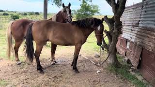 💥Dos caballos Criollos 🐎 muy lindos. Potranca gateada y un ruano.