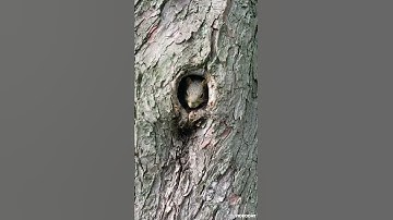 Squirrel inside Tree