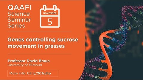 QAAFI Science Seminars: Genes controlling sucrose movement in grasses