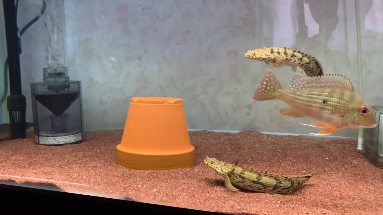 Mixed breeding of Polypterus is difficult - YouTube Mixed breeding of Polypterus is difficult - YouTube