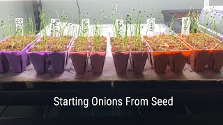 Start Your Favorite Onions from Seed!