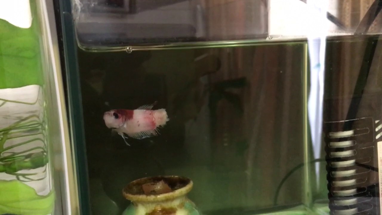 Betta Sanatorium 体の一部を失ったベタ