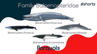 ? Rorquals. Whales. Baleen whales. Shorts
